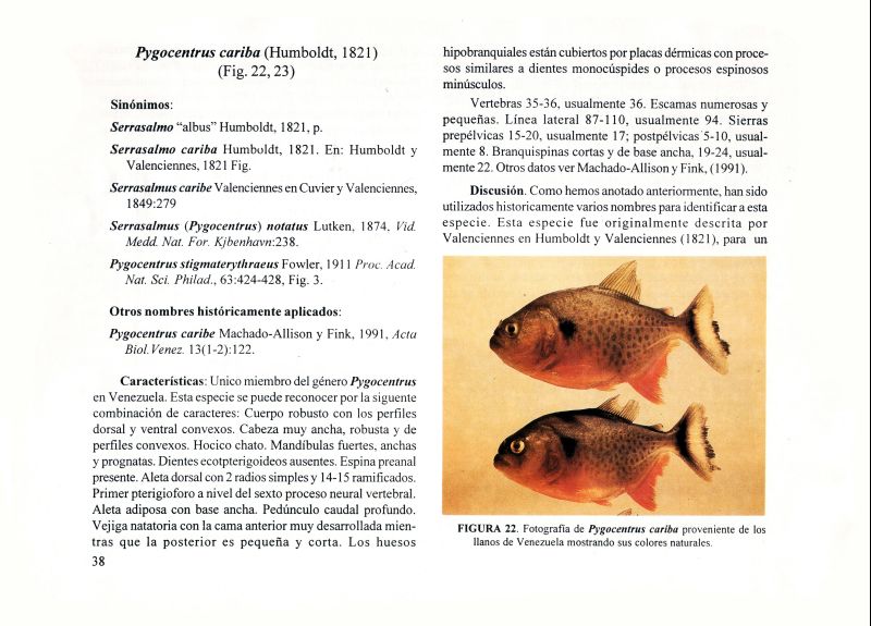 Peces Caribe